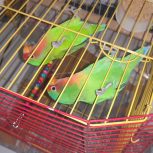 یک جفت طوطی بریزیلی سرحال با قفس و جزئیات