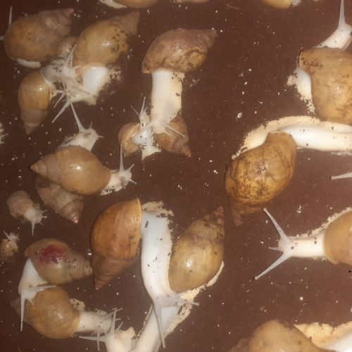 فروش حلزونهایه مولد اسکارگو