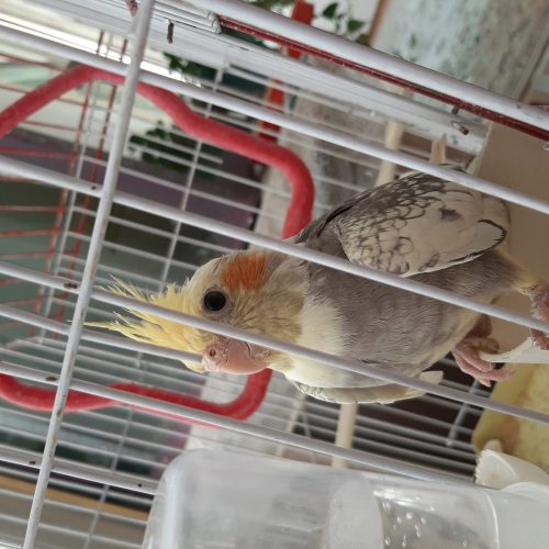 جوجه عروس هلندی زیبا