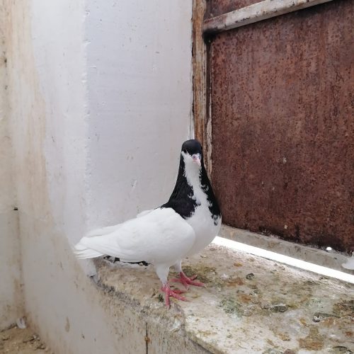 دم سفید و یال ماده