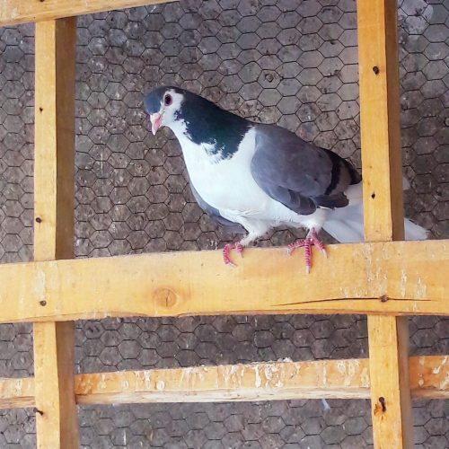 ندوماده بدرنگ اصیل اصفهان صفت وظال