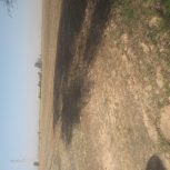 اجاره5هکتار زمین