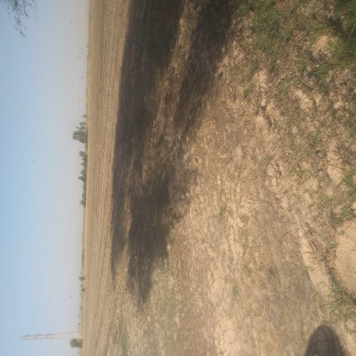 اجاره5هکتار زمین