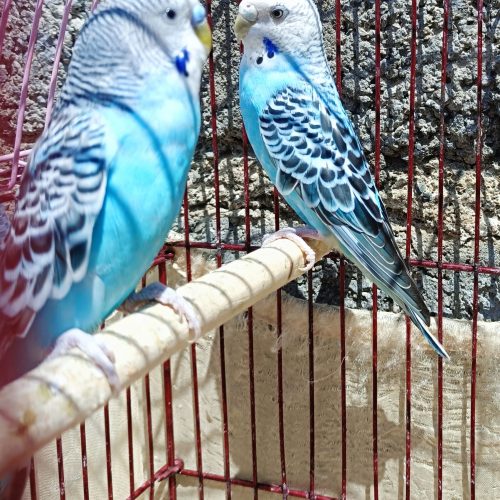 فروش یک جفت مرغ عشق