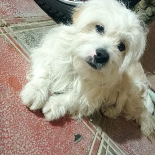 سگ پاکوتاه شناسنامه دار