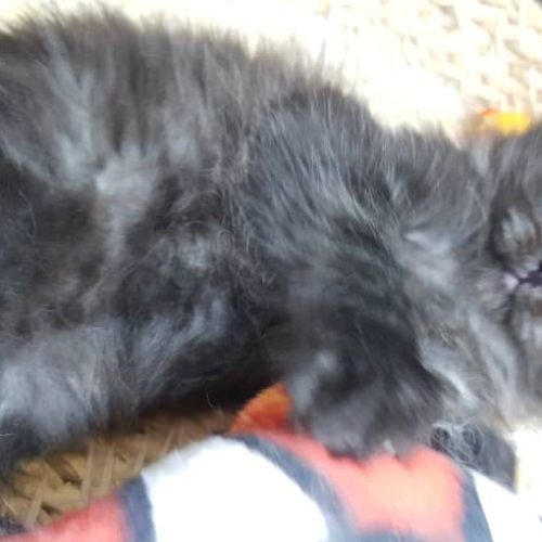 بچه گربه پرشین اسکاتیش