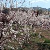 فروش باغ و قطعه ویلایی