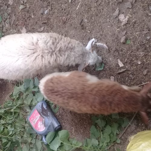 دو عدد گوسفند نر سالم