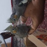 جوجه هلندی سرلاکی