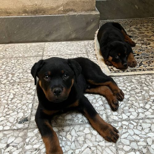 توله روتوایلر نر