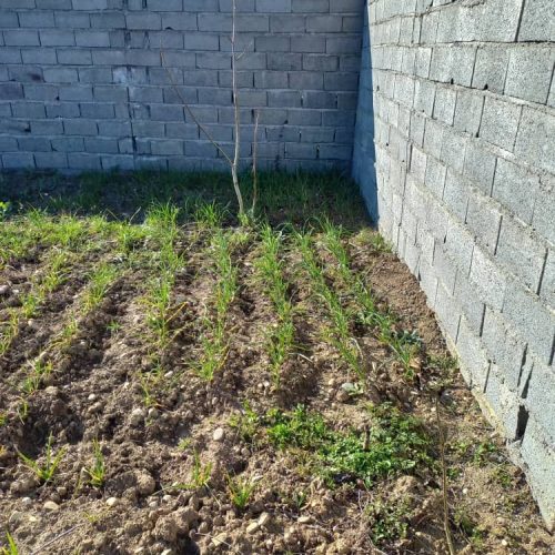 زمین مسکونی 240 متری