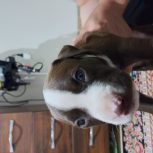 حیوان خانگی