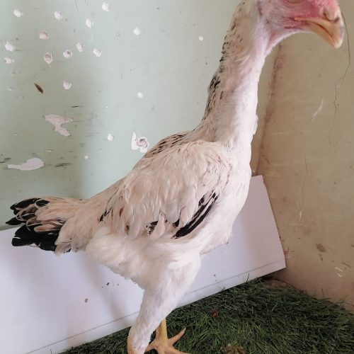 تعدادی جوجه اوشامو اصیل ی تیغ مشکی