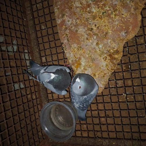 کبوتر  پلاکی