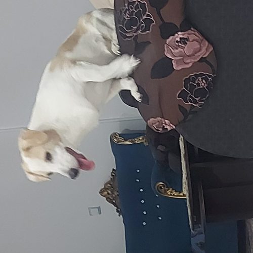 یک قلاده سگ اشپیتز