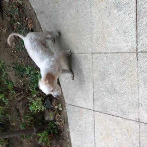 واگذاری سگ سالم بدون مریضی