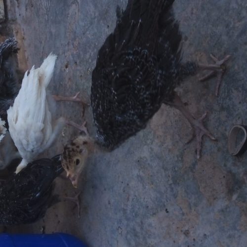 جوجه بوغلمون 50 روز