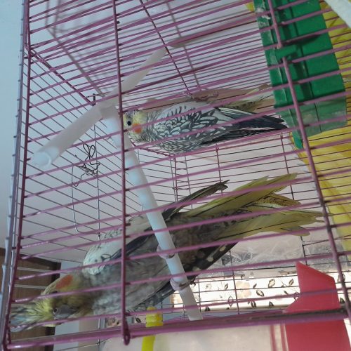 طوطی عروس هلندی یک جفت