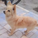 سگ پامر روباهی