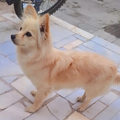 سگ پامر روباهی