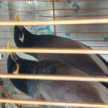 فروش مرغ مینا