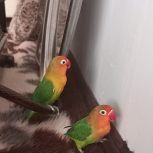 طوطی برزیلی