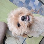 سگم  سه روزه گم شده تورو خدا هرکی داره  یا پیداش کرده بهم اطلاع بده من  خیلی وابسته ام بهش