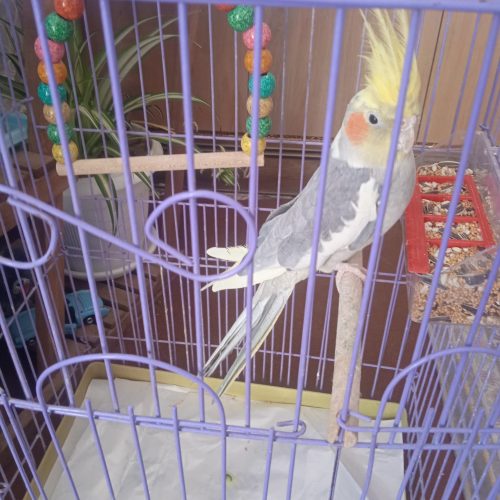 عروس هلندی سخنگو