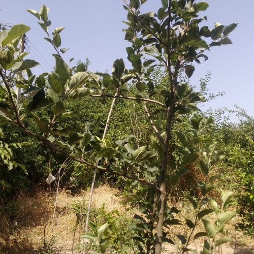 زمین خانه سرا