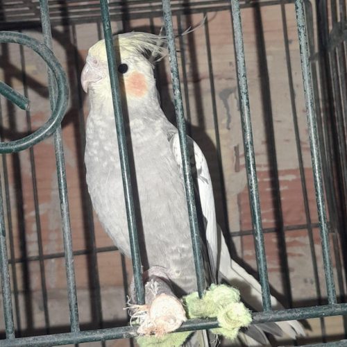 عروس هلندی و کبوتر