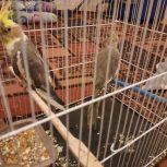 جفت عروس هلندی بالغ