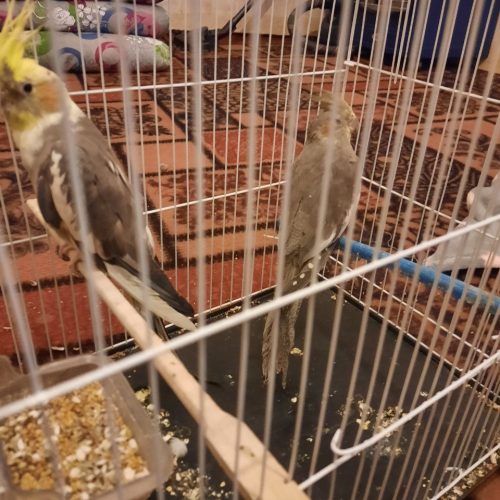 جفت عروس هلندی بالغ