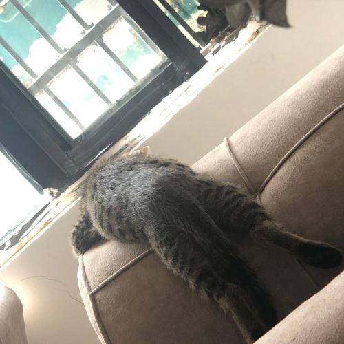 بچه گربه حدودا 3 ماهه برای فروش