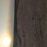 زمین کشاورزی