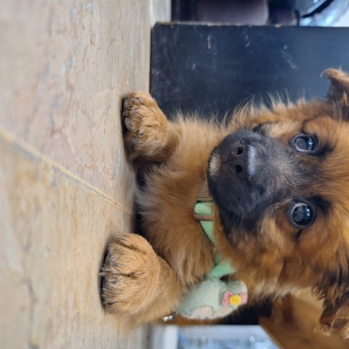 سگ‌پامرین 3 ماه