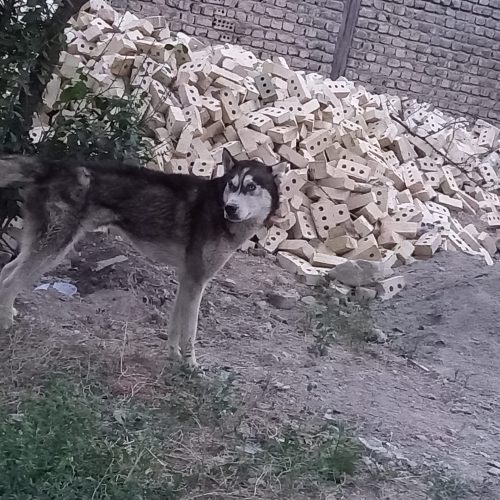 سگ نژاددارهاسگی،خیلی زرنگ وحرف گوش کن،رنگ چشماش آییه،رخ قشنگی داره😉