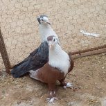 کبوتر سر سفید