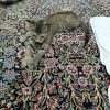 توله گربه 3 ماهه شناسنامه دار