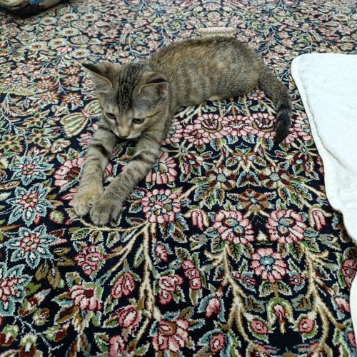 توله گربه 3 ماهه شناسنامه دار