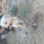 یک سگ پاکوتاه