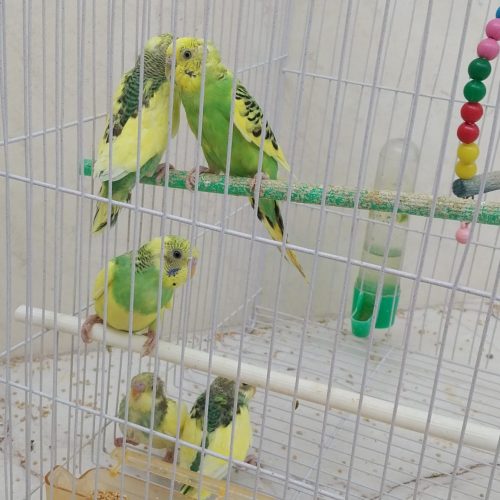 مرغ عشق