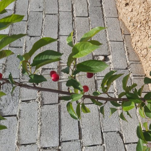 باغچه 600متری کردان