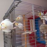 عروس هلندی لوتینو 4ماهه