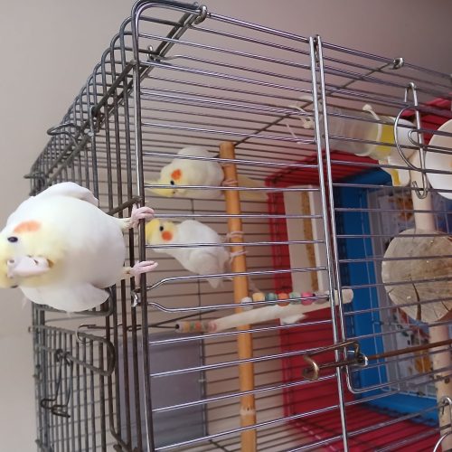 عروس هلندی لوتینو 4ماهه