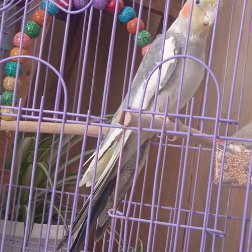 عروس هلندی سخنگو