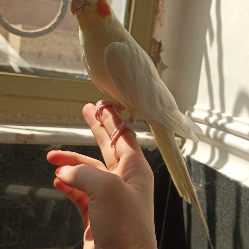 جفت عروس هلندی مولد