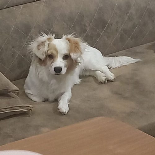 نژاد اشپیتز 7 ماهه شناسنامه دارد