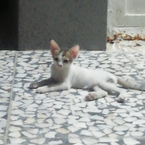 واگذاری بچه گربه