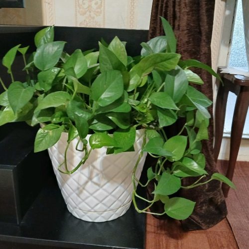 2 عدد گل پتوس سبز چندین ساله