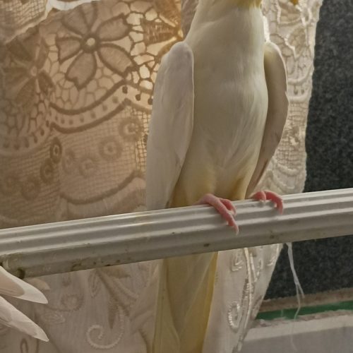 جفت عروس هلندی لوتینومولد